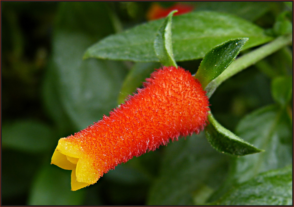 Streichholzblume ( Manettia luteorubra)