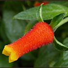 Streichholzblume ( Manettia luteorubra)