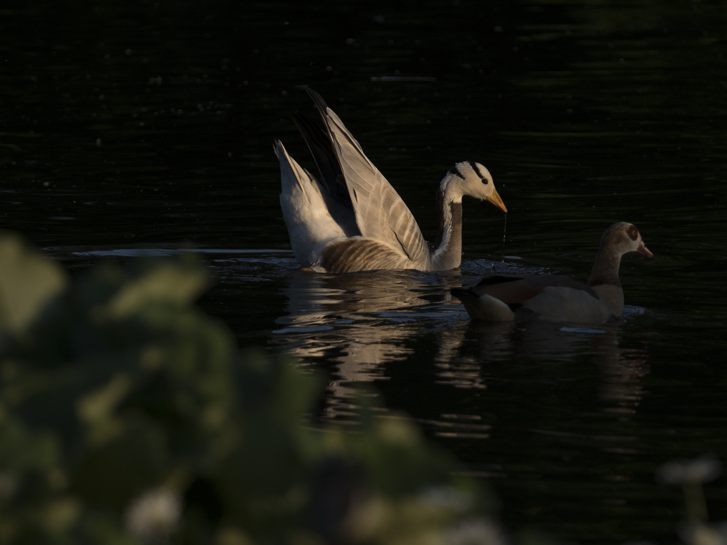 Streifen am Abend