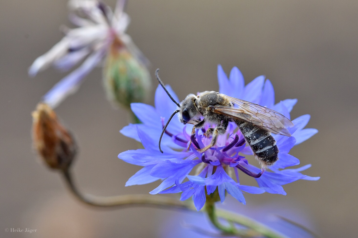 Streifen auf Kornblumenblau 