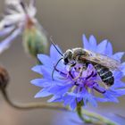 Streifen auf Kornblumenblau 