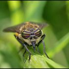 Streifen-Auge