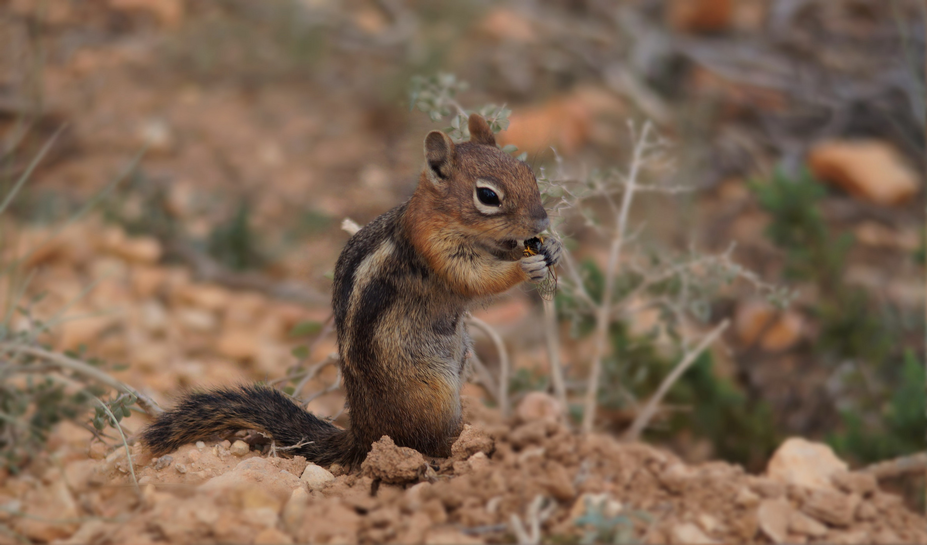 StreifenBackenhörnchen bei der Mahlzeit Foto & Bild north america