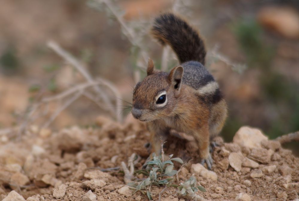 Streifen-Backenhörnchen im Bryce Canyon