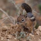 Streifen-Backenhörnchen im Bryce Canyon