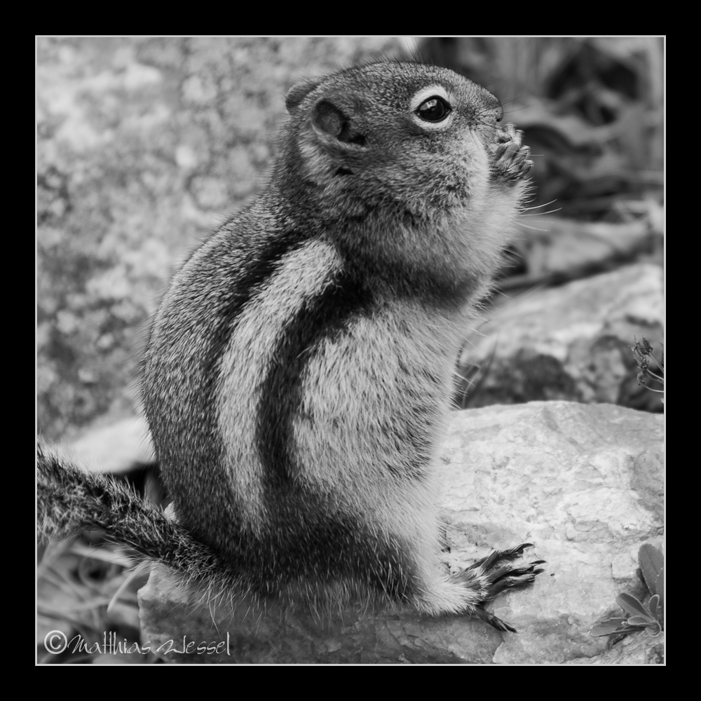 Streifen-Backenhörnchen (Tamias striatus)