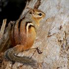 Streifen-Backenhörnchen (Tamias striatus)