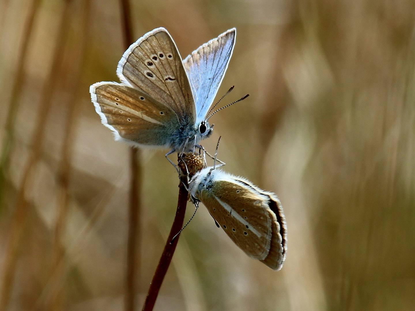 Streifen-Bläuling, Polyommatus damon