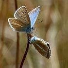 Streifen-Bläuling, Polyommatus damon