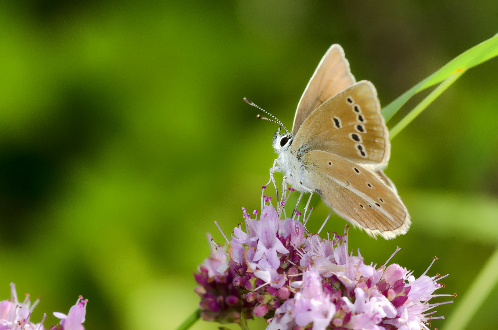 Streifen-Bläuling (Polyommatus damon)