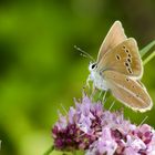 Streifen-Bläuling (Polyommatus damon)