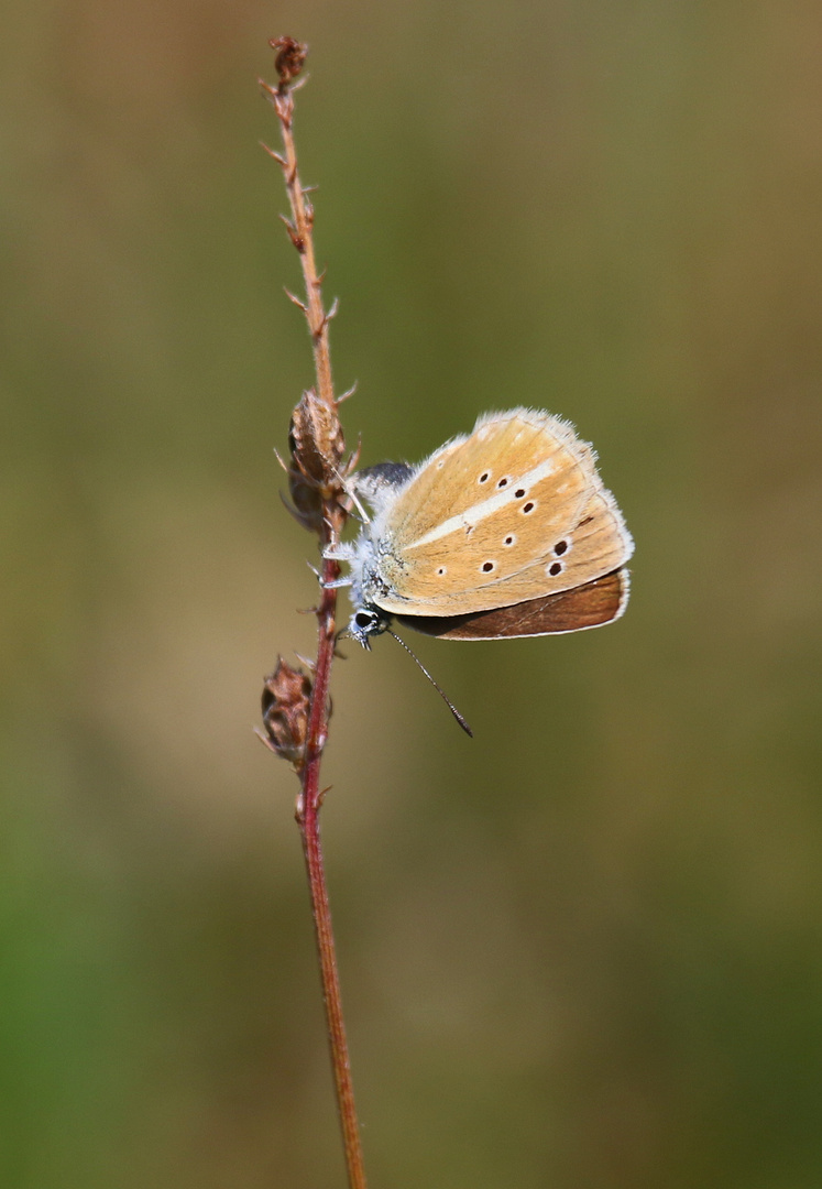 Streifen-Bläuling. Polyommatus damon bei der Eiablage