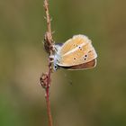 Streifen-Bläuling. Polyommatus damon bei der Eiablage