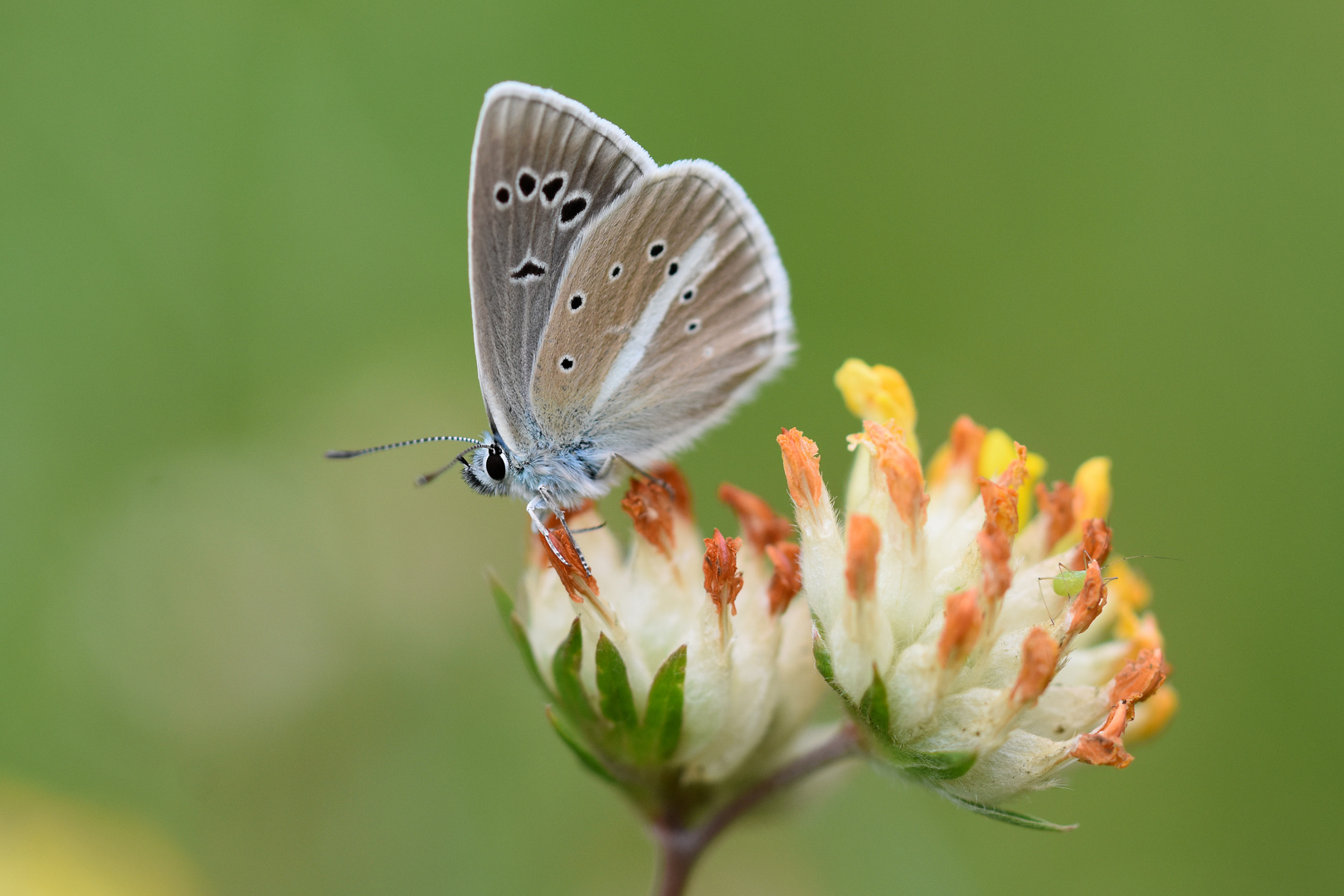 Streifen-Bläuling / Weißdolch-Bläuling (Polyommatus damon)