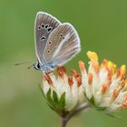 Streifen-Bläuling / Weißdolch-Bläuling (Polyommatus damon)