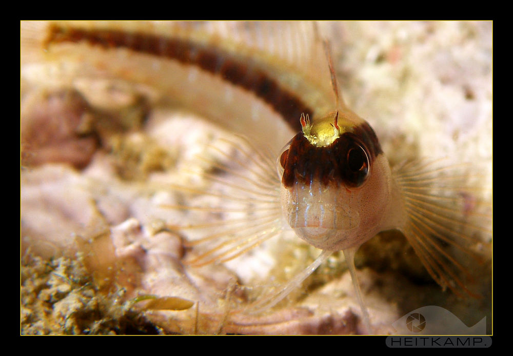 Streifen - Blenny