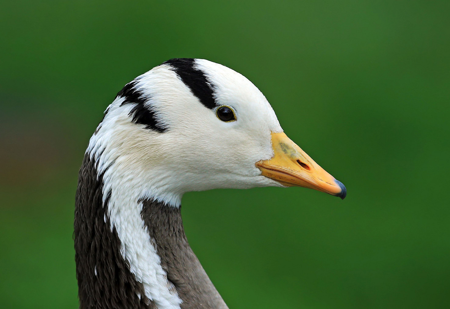 Streifen Gans Portrait