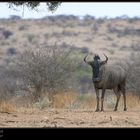 ''Streifen-Gnu'' --- Namibia 2007 #003