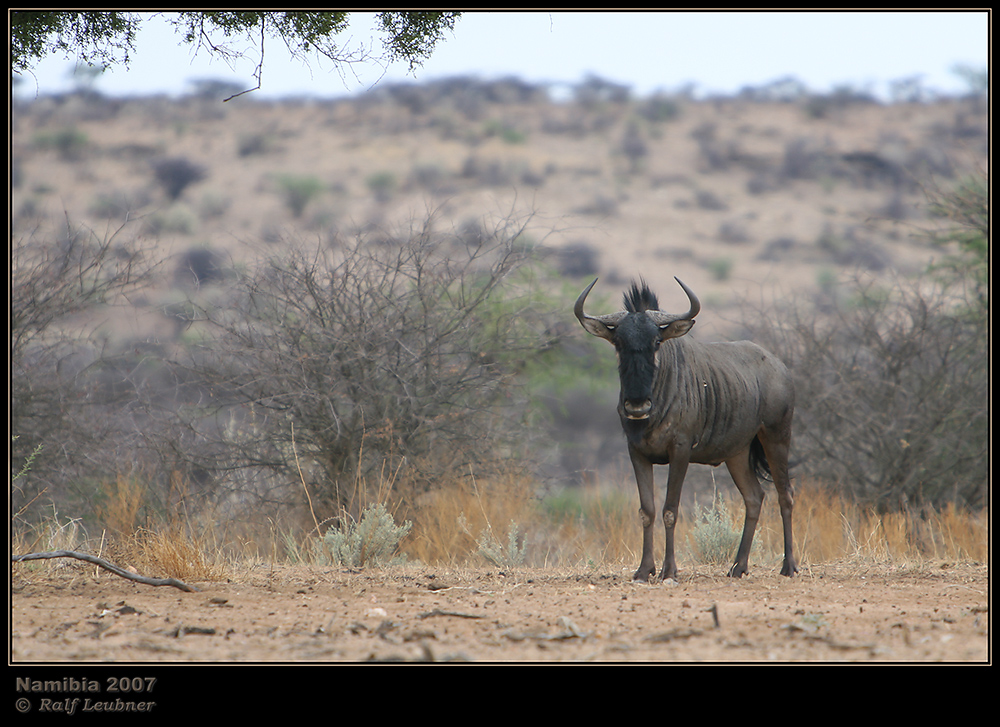 ''Streifen-Gnu'' --- Namibia 2007 #003