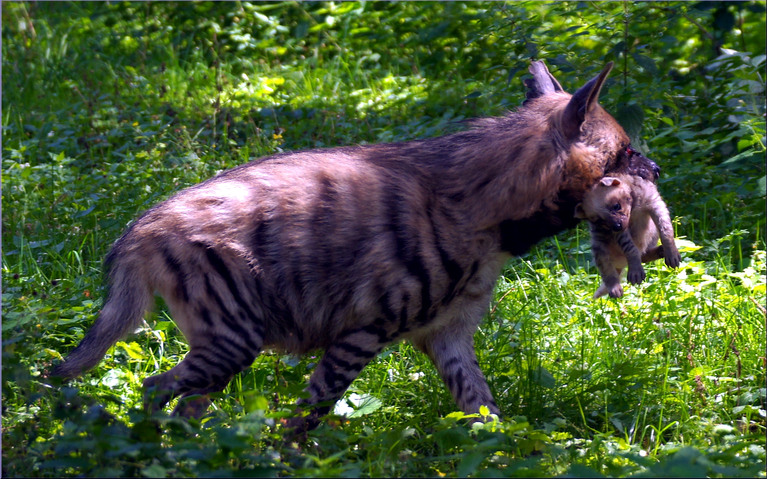 Streifen Hyäne mit Welpe am 21 August 2014 im Augsburger Zoo