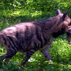 Streifen Hyäne mit Welpe am 21 August 2014 im Augsburger Zoo