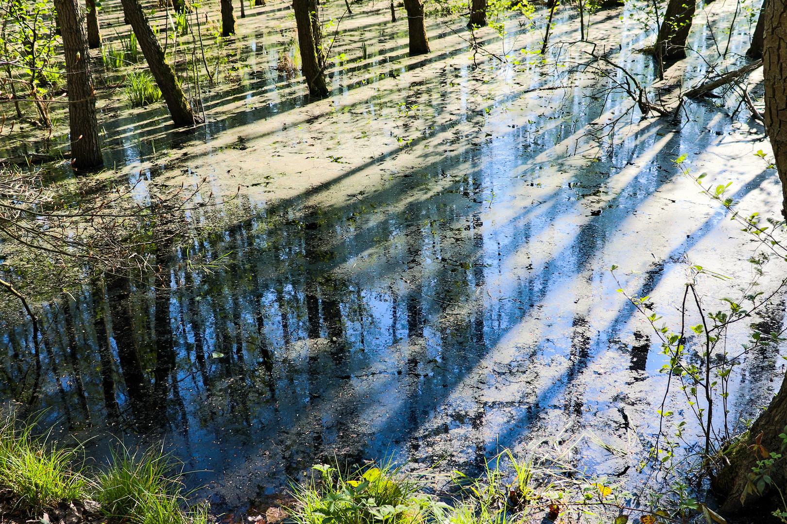 Streifen im Moor