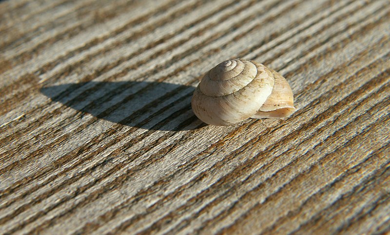 Streifen-Schnecke