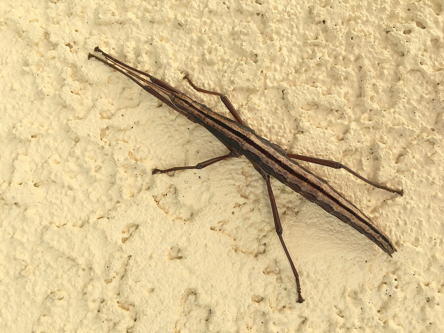 Streifen-Stabheuschrecke (Anisomorpha buprestoides)