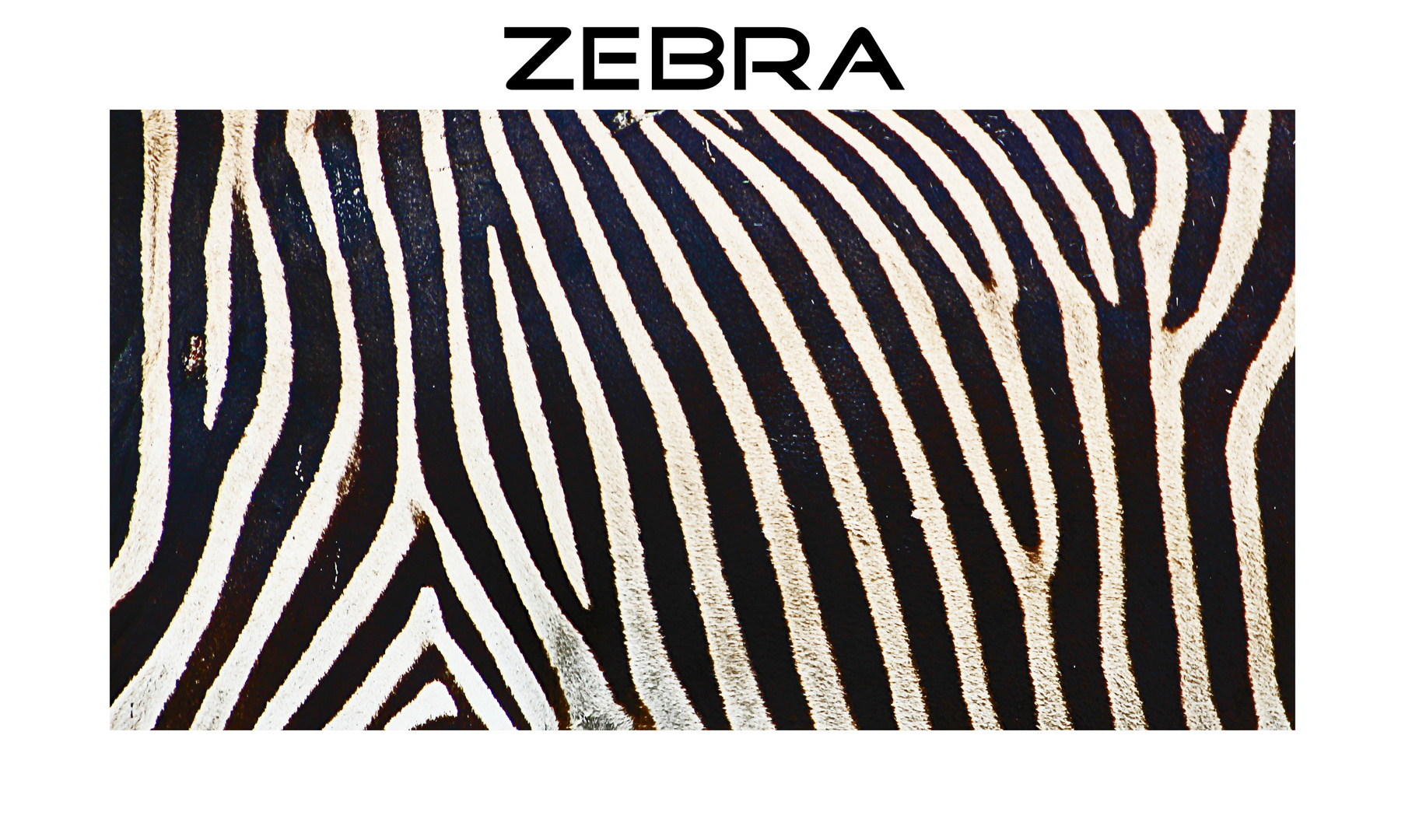 Streifen, Zebra, Streifen