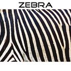 Streifen, Zebra, Streifen