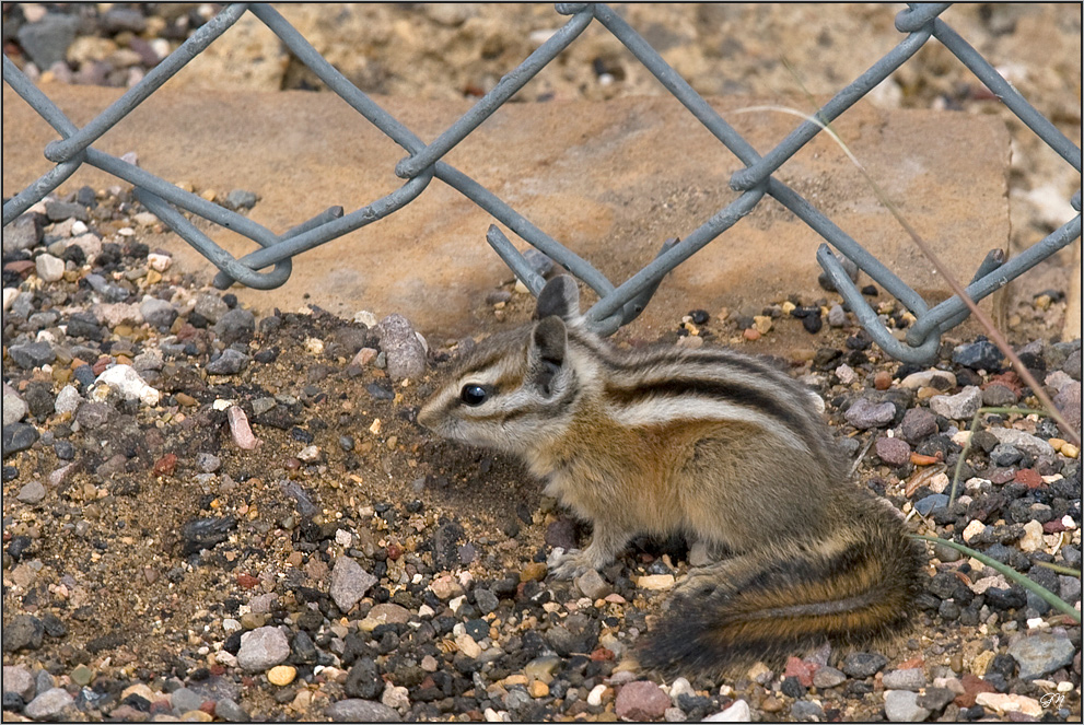 Streifenbackenhörnchen