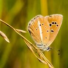 Streifenbläuling (Polyommatus damon) 2