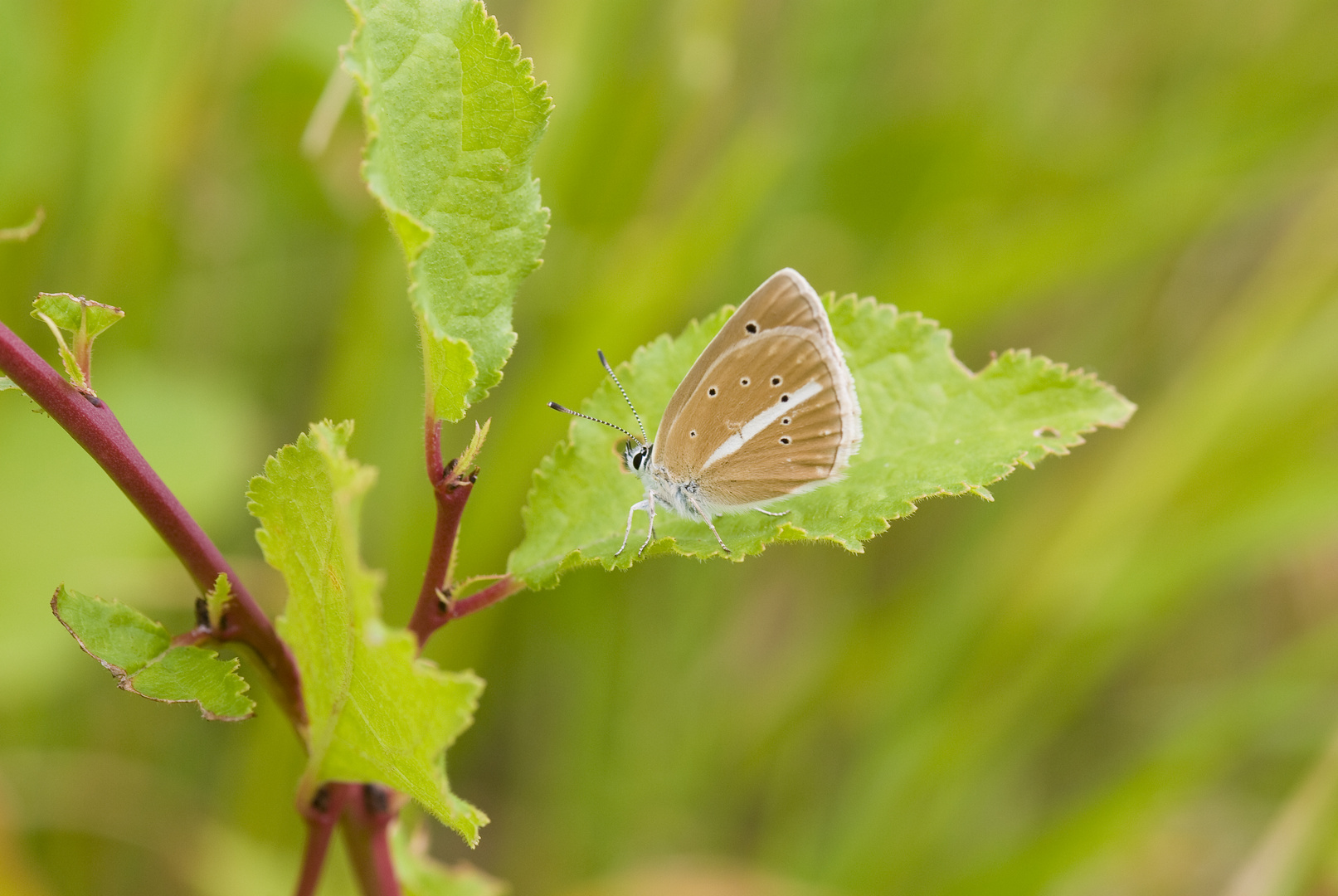 Streifenbläuling (Polyommatus damon)