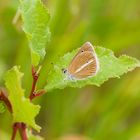 Streifenbläuling (Polyommatus damon)