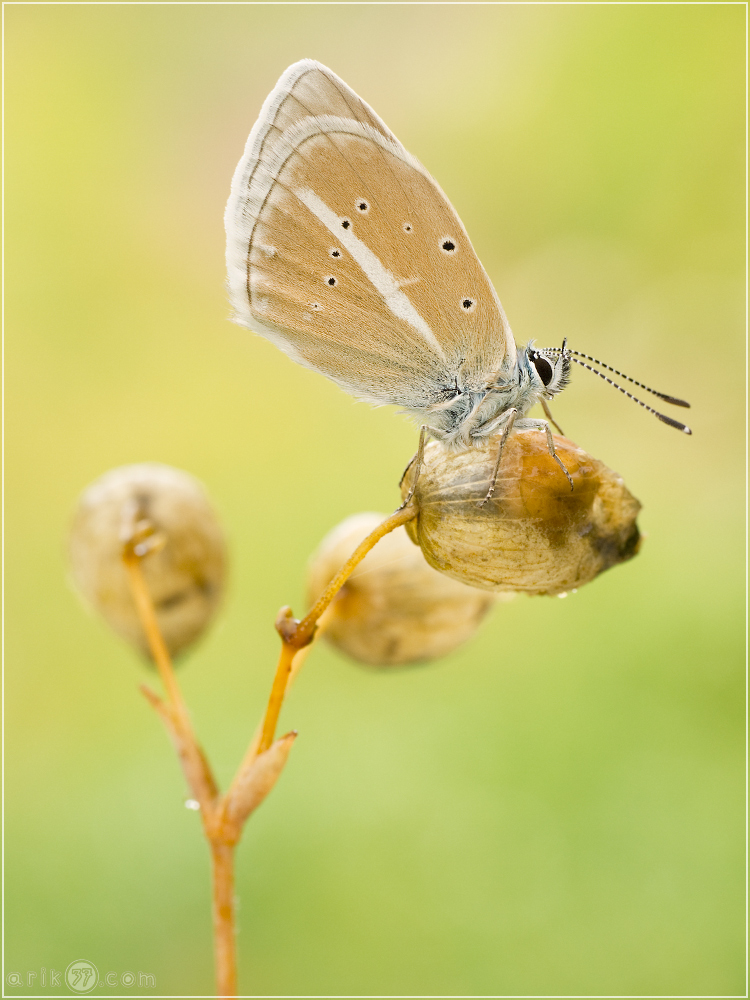 Streifenbläuling - Polyommatus damon