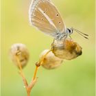 Streifenbläuling - Polyommatus damon