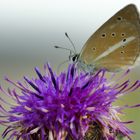 Streifenbläuling (Polyommatus damon)