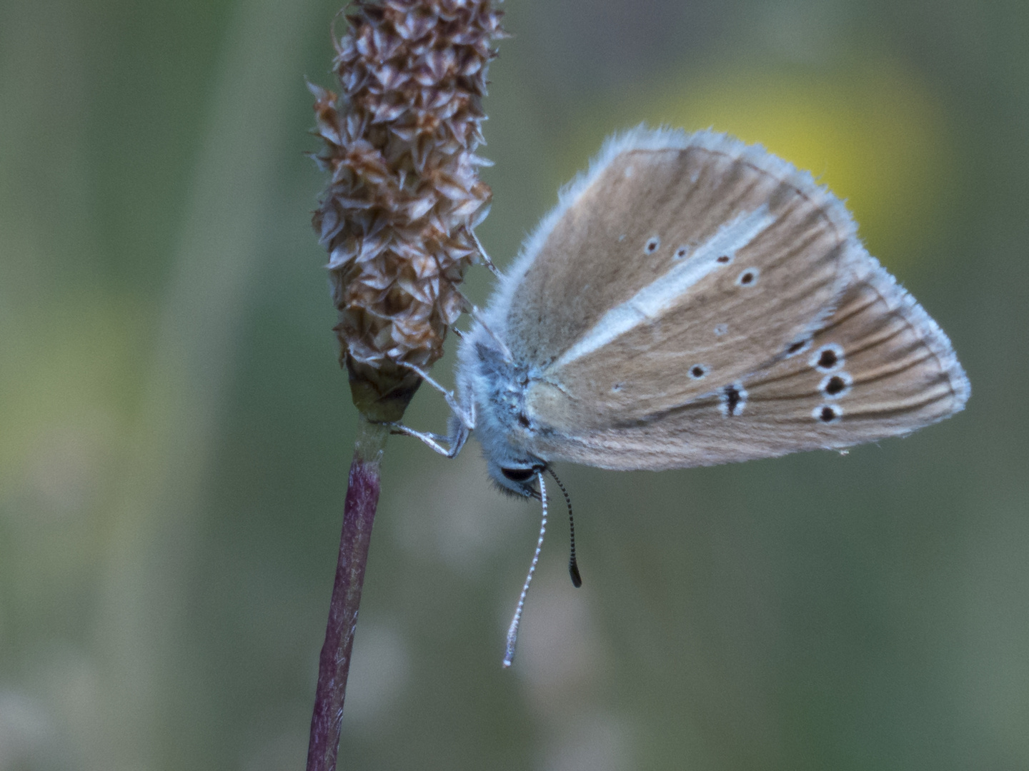 Streifenbläuling (Polyommatus damon)