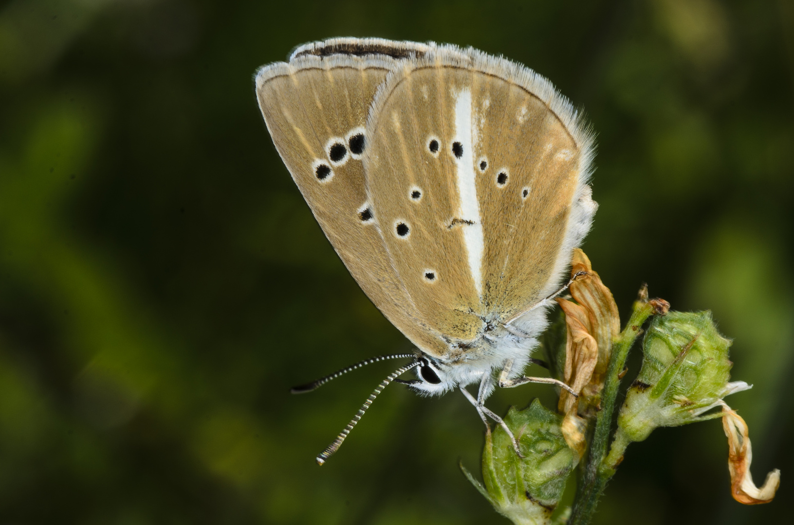 Streifenbläuling, Weibchen (Polyommatus damon)