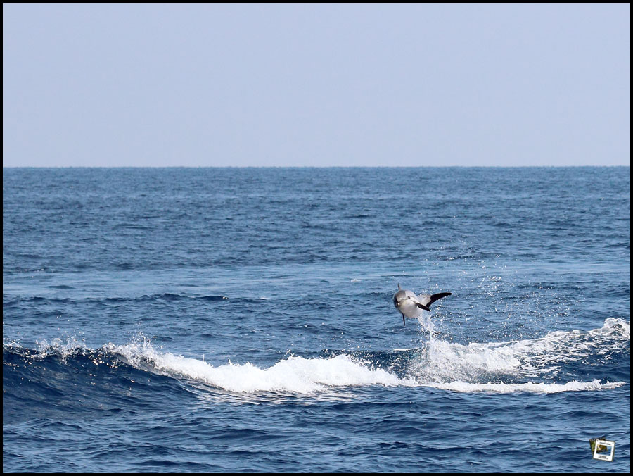 Streifendelfin