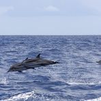 Streifendelfin vor Sao Miguel