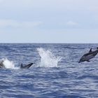 Streifendelfine vor Sao Miguel / Azoren