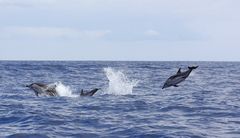 Streifendelfine vor Sao Miguel / Azoren