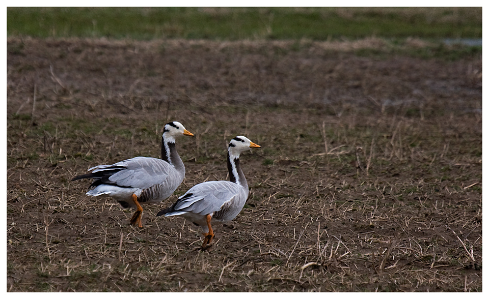 Streifengänse (anser indicus)