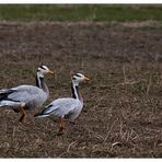 Streifengänse (anser indicus)