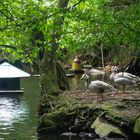 Streifengänse Bad Wildbad (Anser indicus)