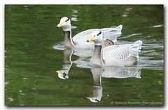 Streifengänse beim Synchronschwimmen