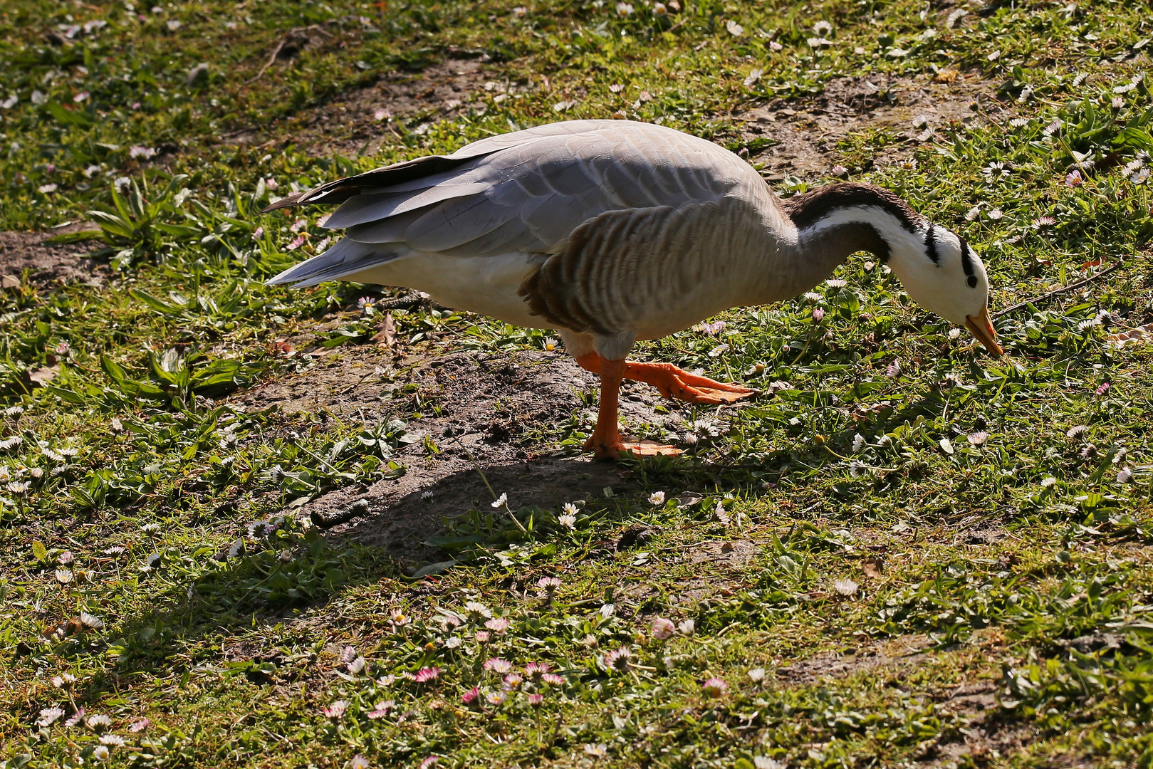 Streifengans (2016_04_28_EOS 6D_4241_ji)