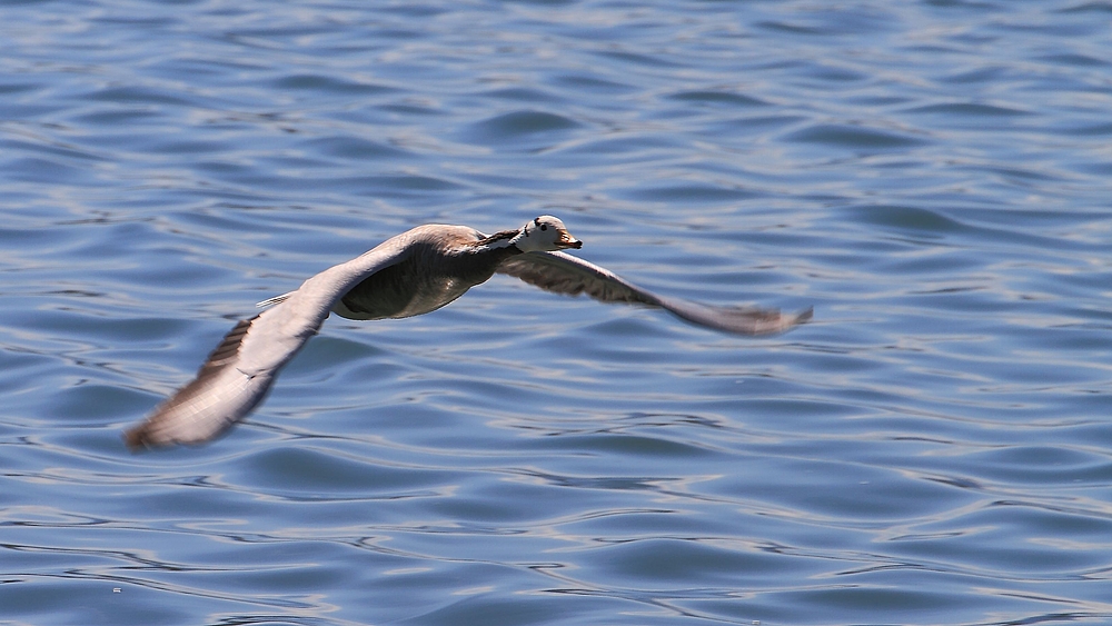 Streifengans am Chiemsee