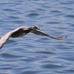 Streifengans am Chiemsee